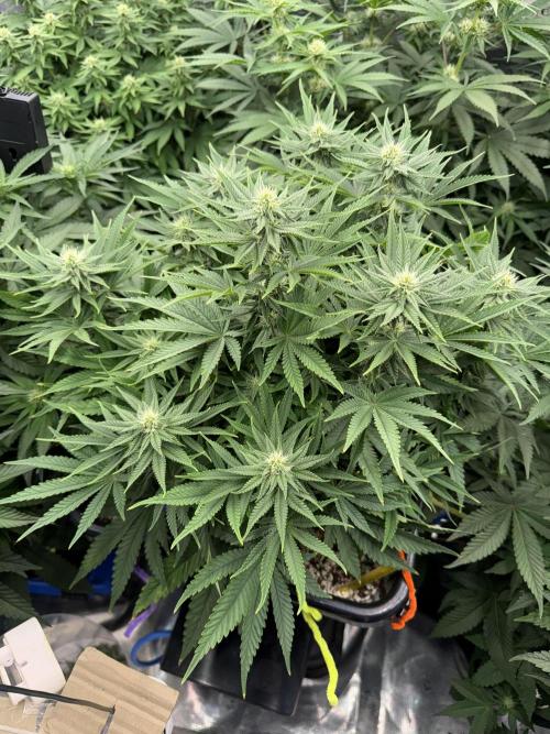 September 2025. Week 8 - Pineapple Express 