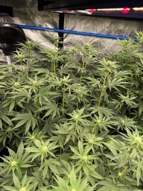 September 2025. Week 8 - NL