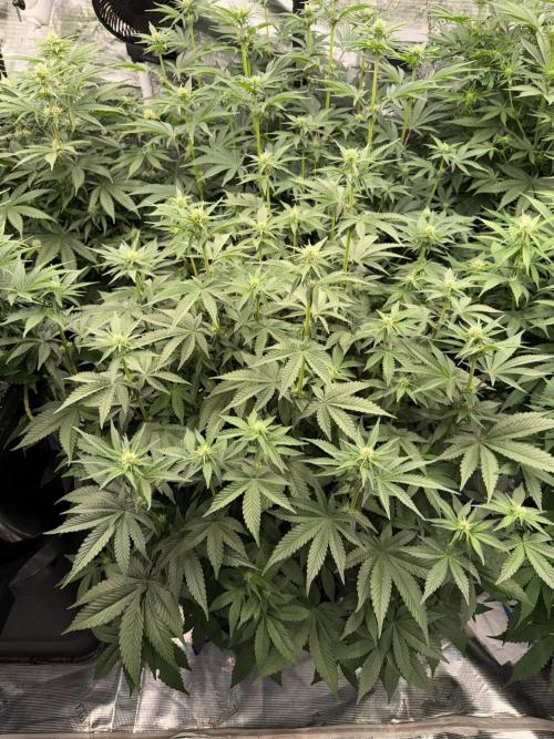 September 2025. Week 8 - NL