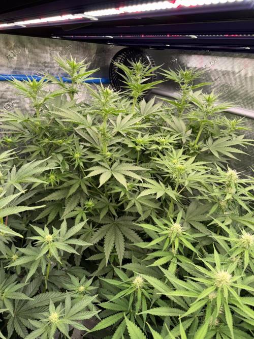 September 2025. Week 8 - Sleepy joe