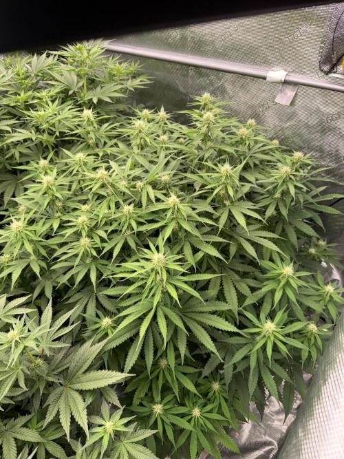 September 2025. Week 8 - Papaya zoap 