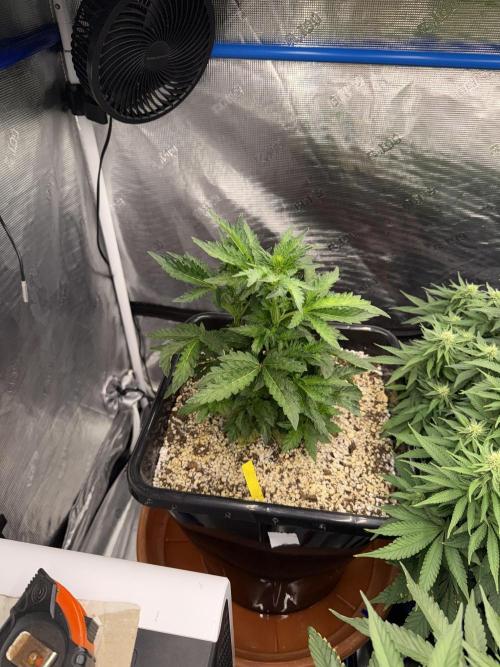 September 2025. Week 8 - Pure glitter