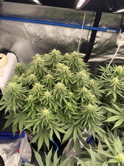 September 2025. Week 9 - Ww 
4wk flower 