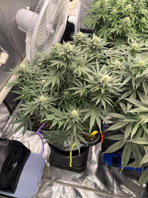 September 2025. Week 9 - Pineapple Express 
4 was flower