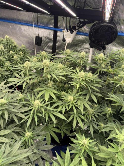 September 2025. Week 9 - Ww
4wks flower