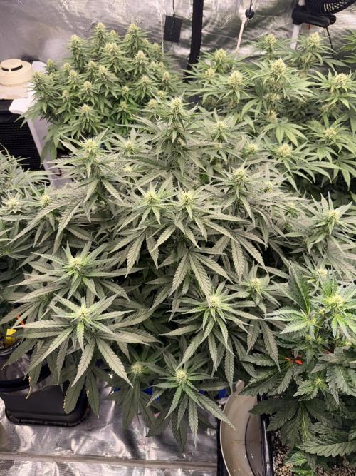 September 2025. Week 9 - Afgooy
4wk flower