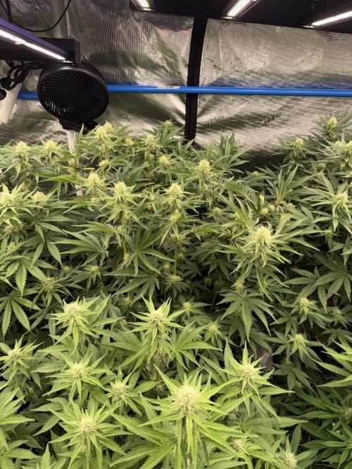 September 2025. Week 9 - NL
3wk flower