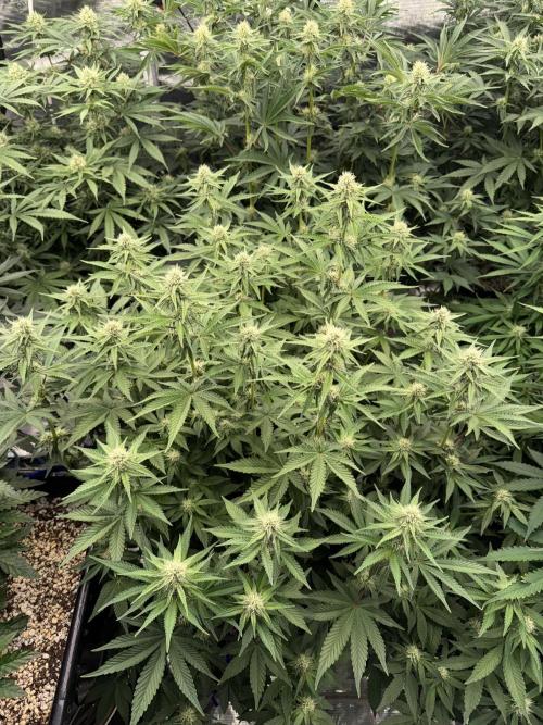 September 2025. Week 9 - NL
3 wk flower