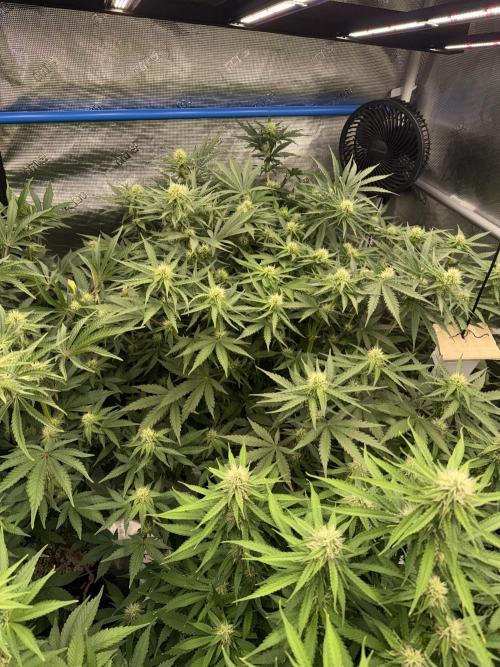 September 2025. Week 9 - Sleepy joe
3wk flower