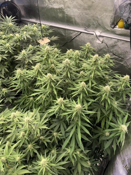 September 2025. Week 9 - Papaya zoap
3wk flower 