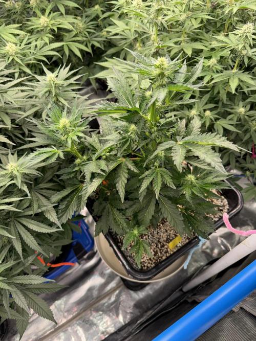 September 2025. Week 9 - Pure glitter 3wk flower