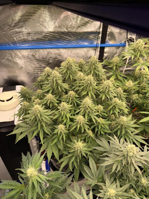 September 2025. Week 10 - Ww 
35 days flower