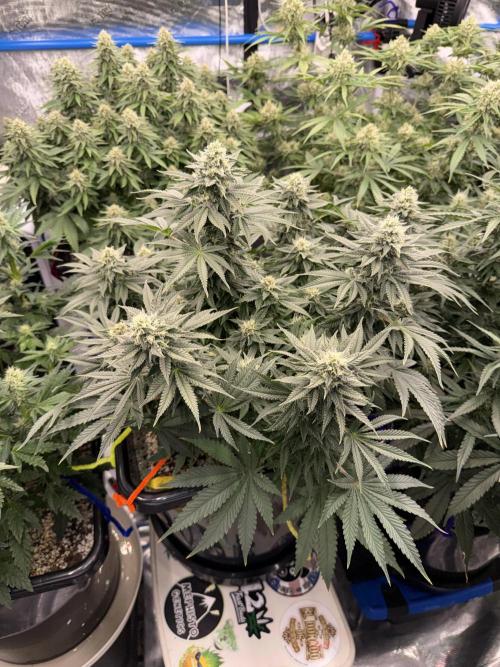 September 2025. Week 10 - Pineapple Express 
35d flower