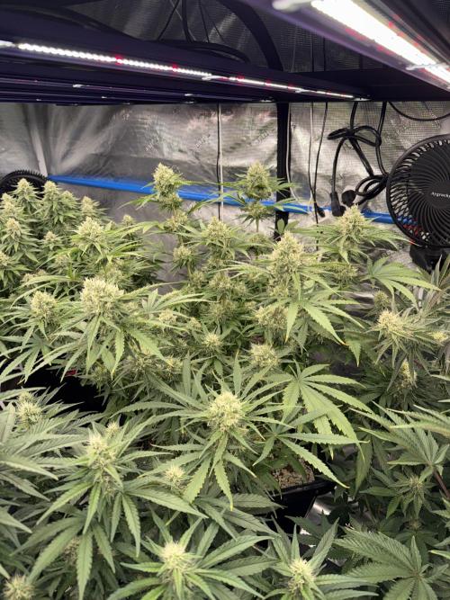 September 2025. Week 10 - Ww
35d flower