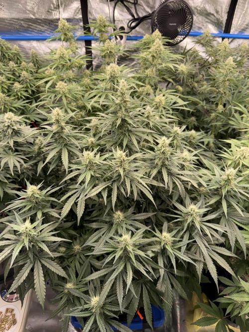 September 2025. Week 10 - Agoofy 
28d flower