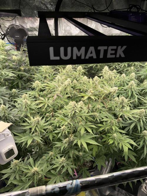 September 2025. Week 10 - NL
28d flower