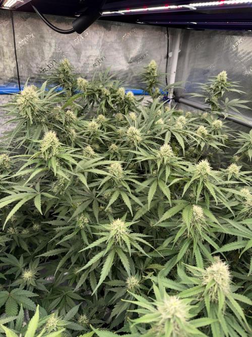 September 2025. Week 10 - Sleepy joe
28d flower