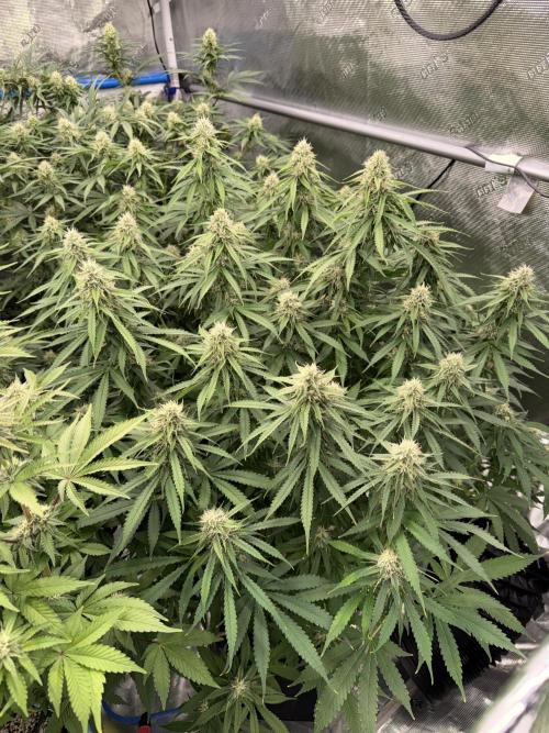 September 2025. Week 10 - Papaya zoap
28 day flower