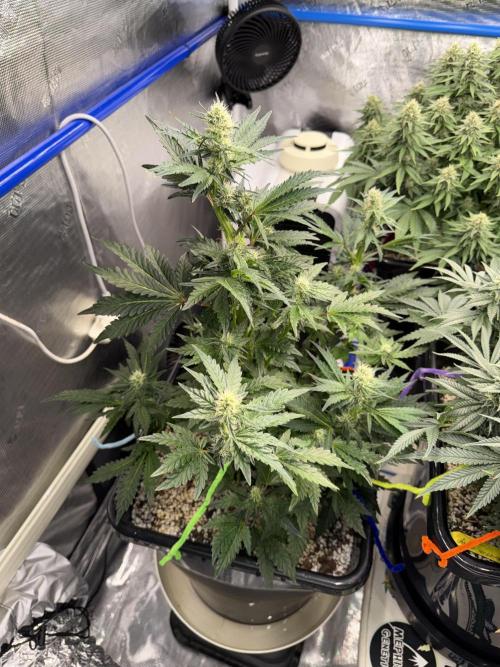 September 2025. Week 10 - Pure glitter
28d flower 