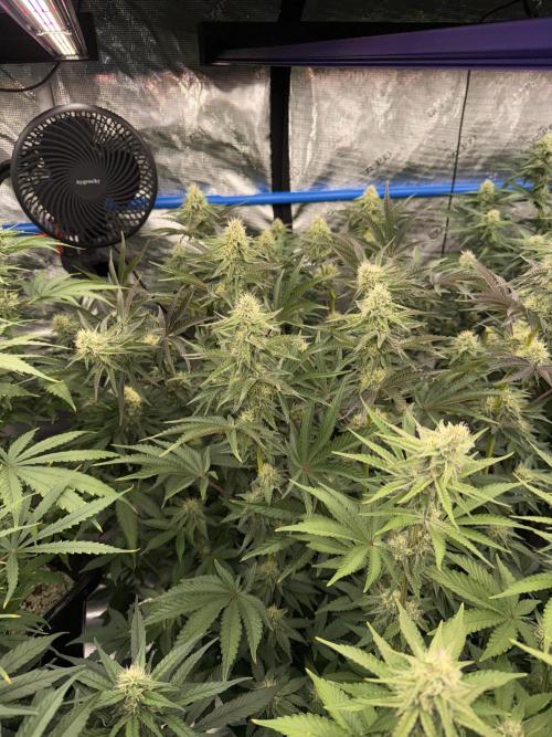 September 2025. Week 10 - NL
28d flower