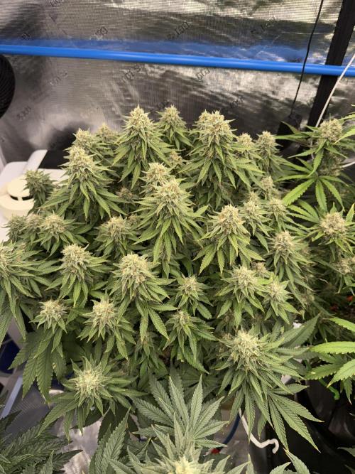 September 2025. Week 11 - WW
42 days flower