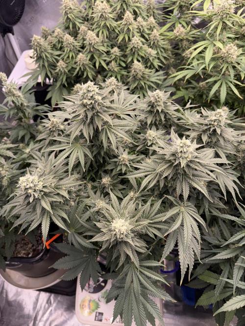 September 2025. Week 11 - Pineapple Express 
42 days flower