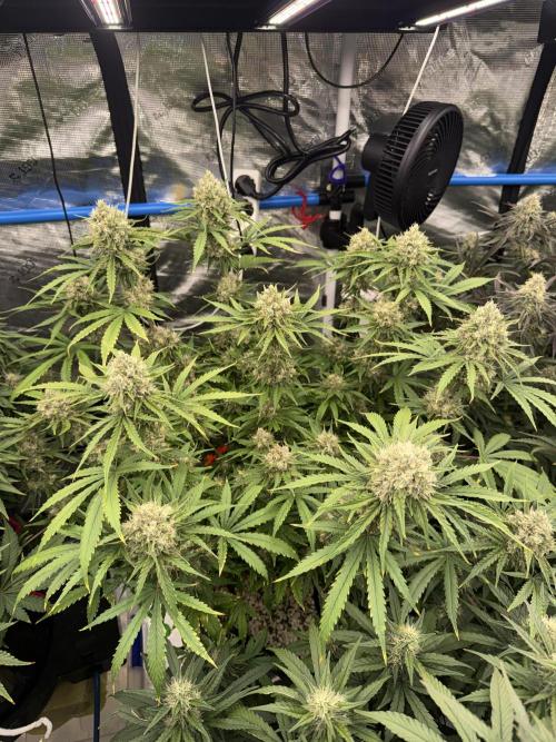 September 2025. Week 11 - WW
42 days flower 