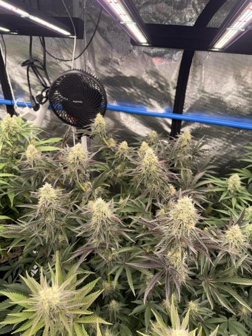 September 2025. Week 11 - NL
35 days flower