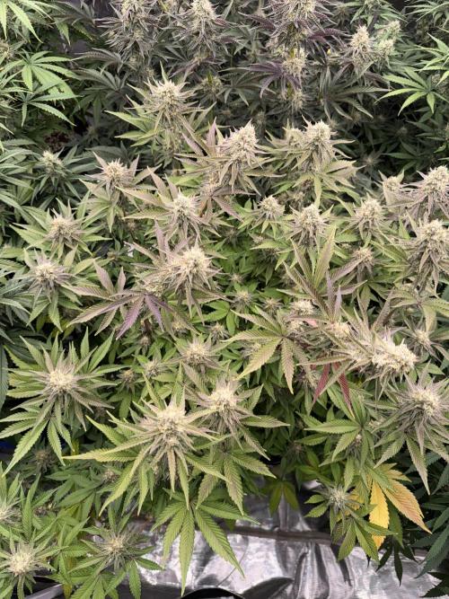 September 2025. Week 11 - NL
35 days flower