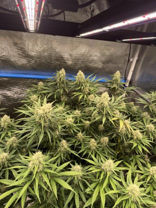 September 2025. Week 11 - Sleepy joe
35 days flower 