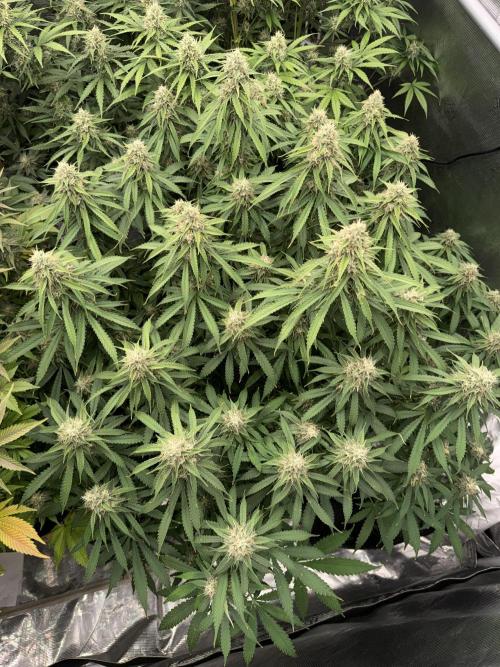 September 2025. Week 11 - Papaya Zoap
35 days flower