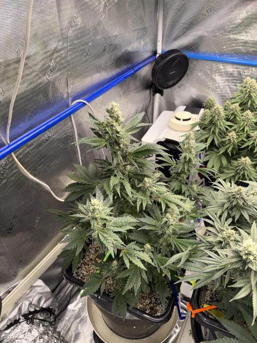September 2025. Week 11 - Pure glitter 
35 days flower 