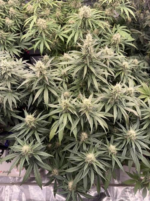 September 2025. Week 11 - Afgooey 
42 days flower 