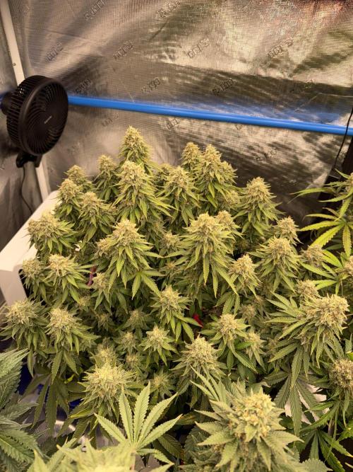 September 2025. Week 12 - WW
49 days flower 