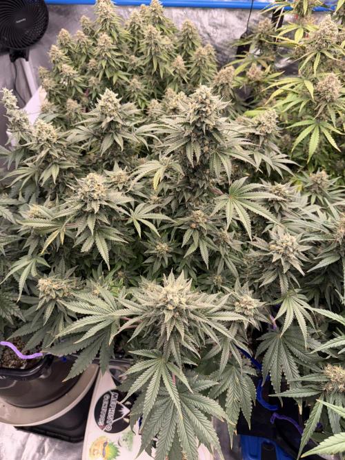 September 2025. Week 12 - Pineapple Express 
49 days flower 