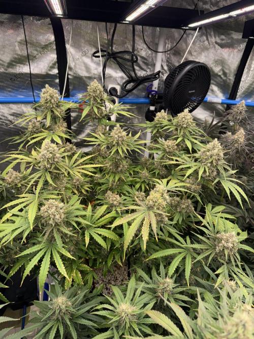 September 2025. Week 12 - WW
49 days flower 