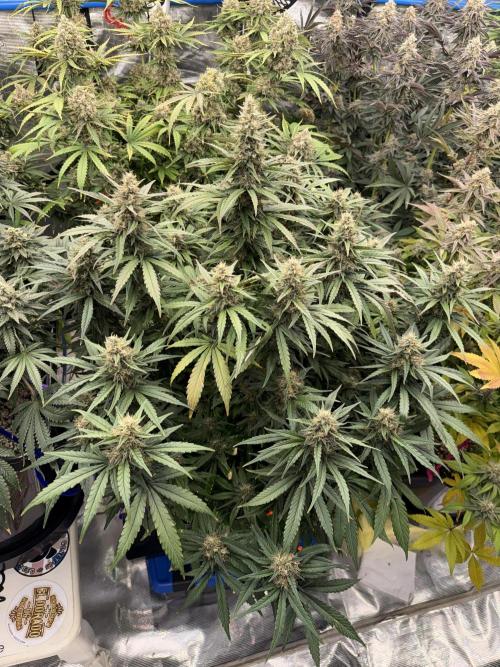 September 2025. Week 12 - Agoofy 
49 days flower 