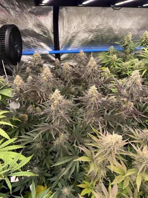 September 2025. Week 12 - NL
42 days flower 