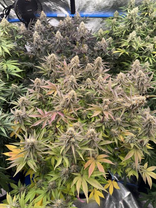 September 2025. Week 12 - NL
42 days flower 