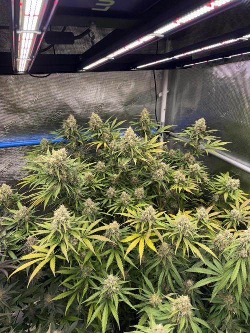 September 2025. Week 12 - Sleepy joe
42 days flower 