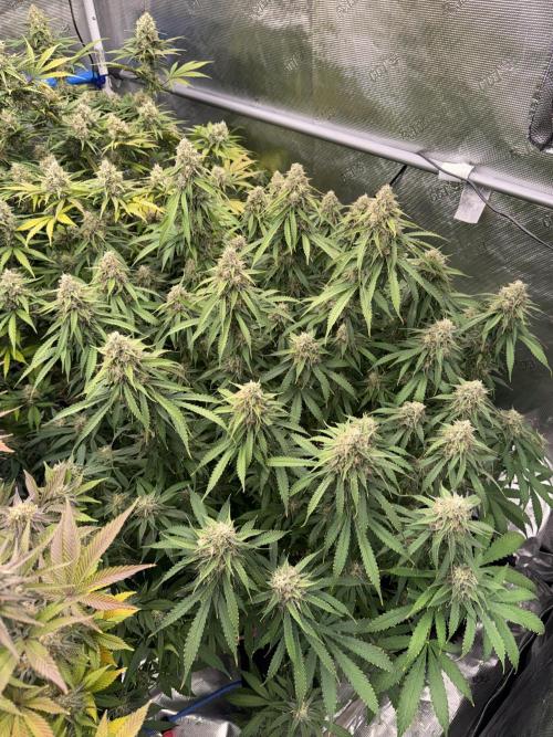 September 2025. Week 12 - Papaya zoap
42 days flower