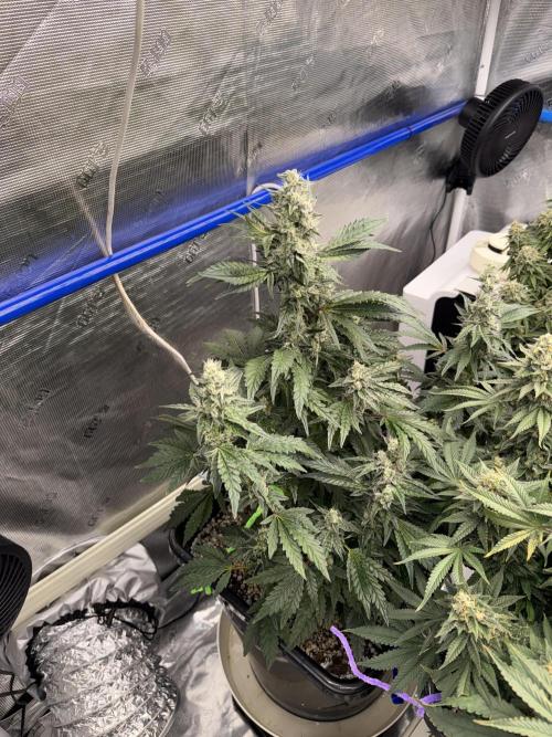 September 2025. Week 12 - Glitter glue 
42 days flower 
