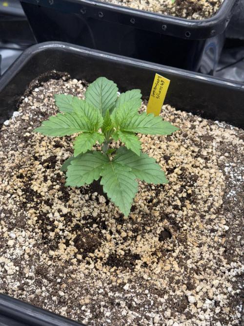 November 2025. Week 2 - Gelato 45
18 days