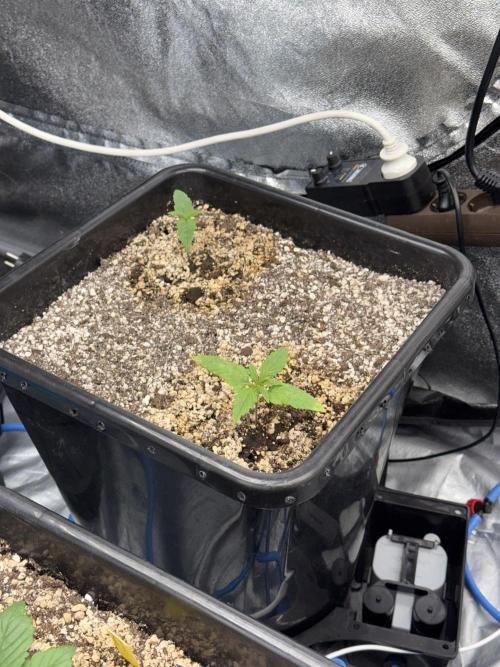 November 2025. Week 2 - Amnesia
9 & 7 days 