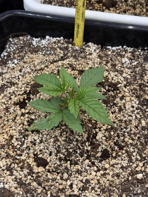 November 2025. Week 2 - Black cherry gushers 
17 days