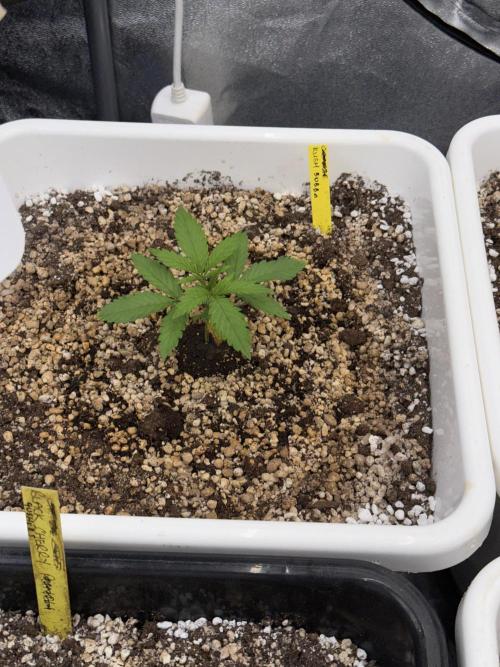 November 2025. Week 2 - Bubba Kush
18 days 