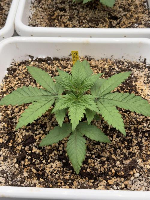 November 2025. Week 2 - Bubbakush 
18 days 