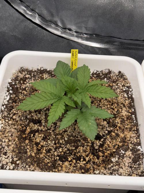 November 2025. Week 2 - Super boof 