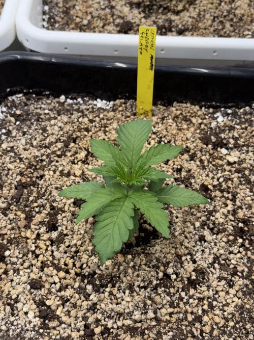 November 2025. Week 2 - Lemon cherry gelato 