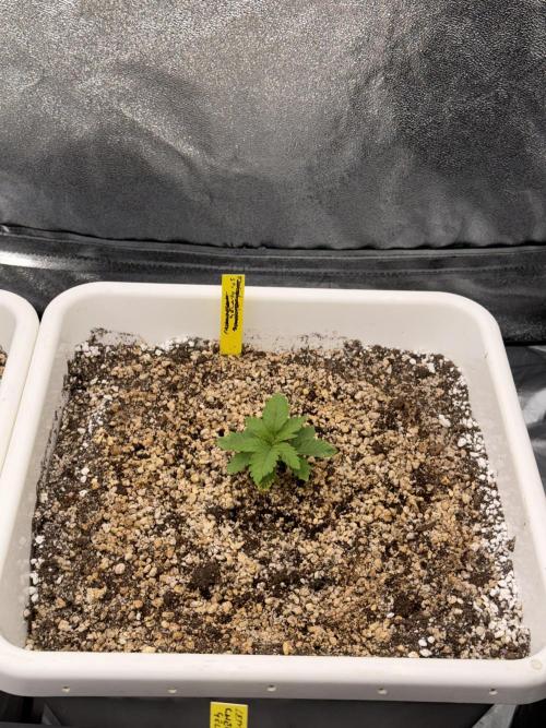 November 2025. Week 2 - Gelato 45
15 days 